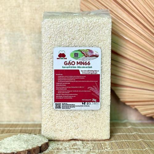 Giới thiệu gạo mn66 – gạo sạch từ tâm, bữa cơm an lành